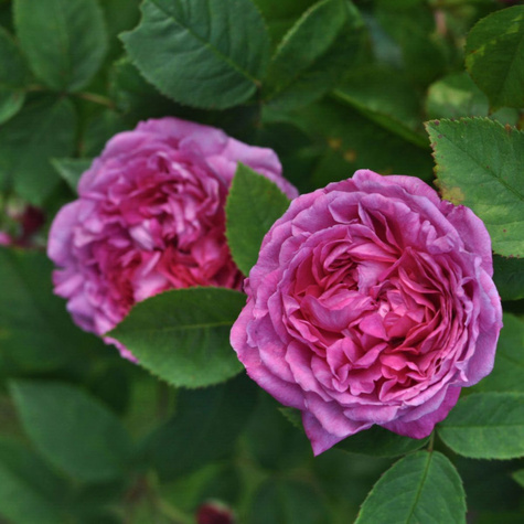 Róża historyczna Reine des Violettes pojemnik
