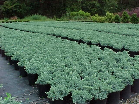 Jałowiec płożący Icee blue Cenna odmiana