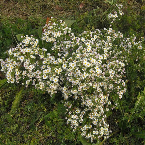 Aster wrzosolistny Golden Spray biały (C2)