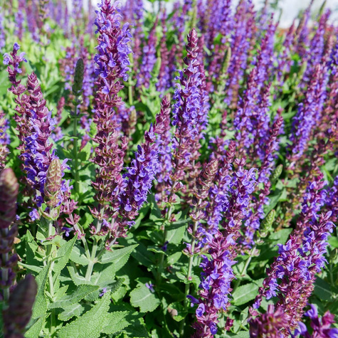 Szałwia omszona Edula Blue (C2)