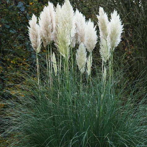 Trawa pampasowa White Feather (C2)
