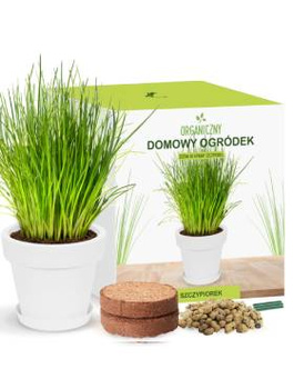 Zestaw do uprawy Szczypiorku w doniczce na parapecie