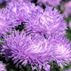Aster igiełkowy Ela liliowoniebieski 1+0,2g
