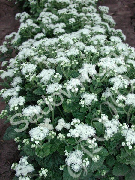 Żeniszek meksykański biały 0,25g