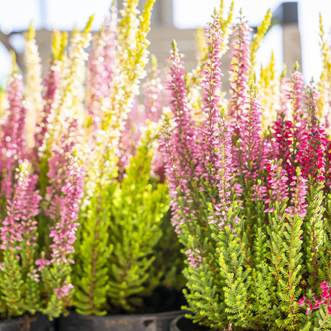 Zestaw 6 x Wrzos pospolity tricolor Trio Mix 3 kolorów sadzonki