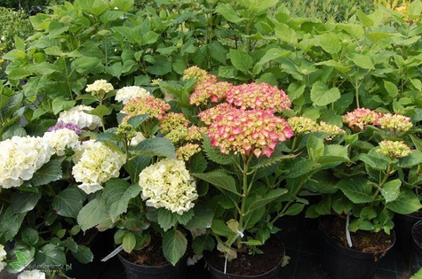 Hortensja ogrodowa Candy Heart Pink