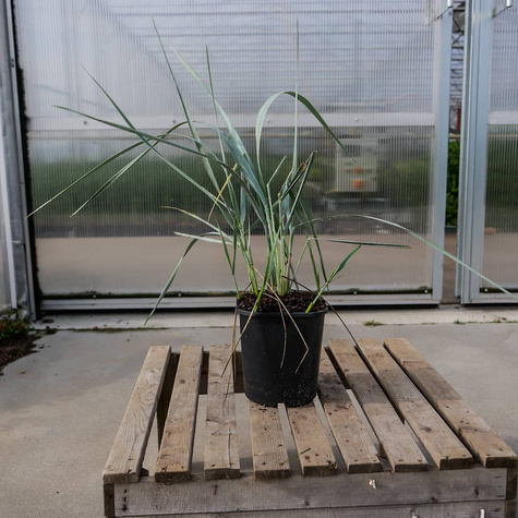 Wydmuchrzyca piaskowa Blue Dune (P9)