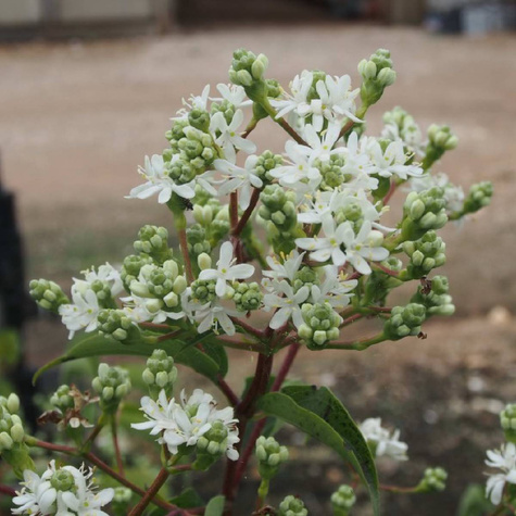 Heptakodium chińskie Wonne Niesamowite (C2)