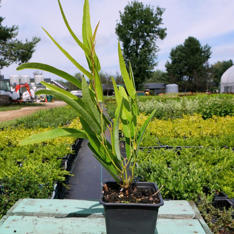 Hardenbergia Regent (P9)