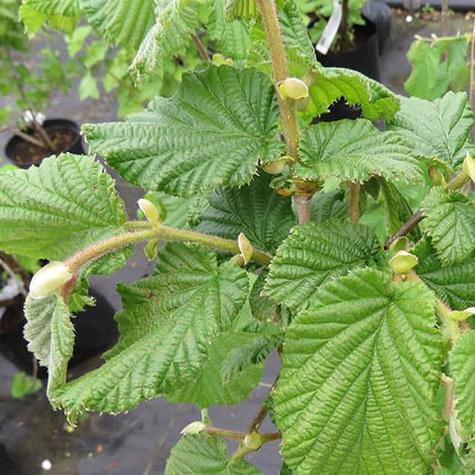 Orzech laskowy Bergera Plant Pack