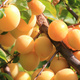 Śliwa japońska Shiro Plant Pack