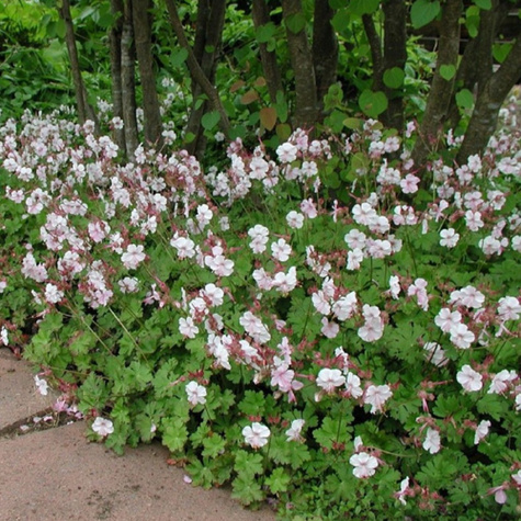 Bodziszek kantabryjski Biokovo (C2)