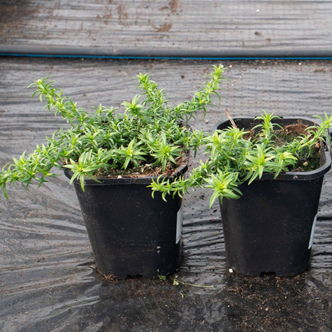 Płomyk Floks szydlasty Maischnee