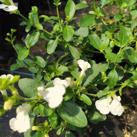 Szałwia greggii Mirage White (C2)