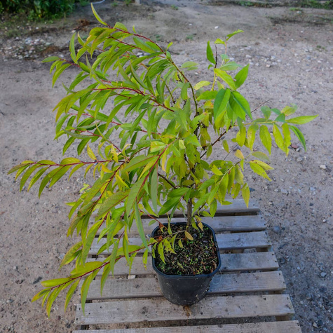 Wiśnia gruczołkowata Alba Plena