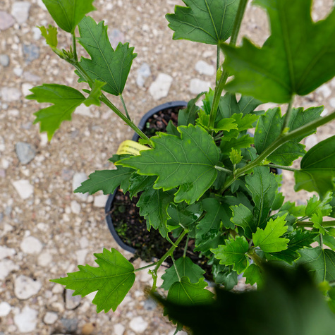 Ketmia syryjska Hambo (C2)