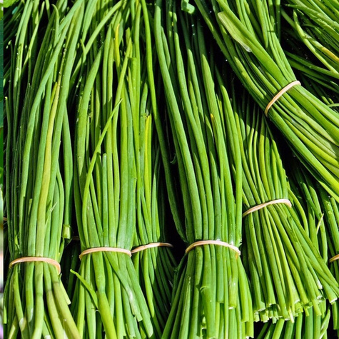 Szczypiorek Jowisz uprawa w gruncie i pod osłonami 500g