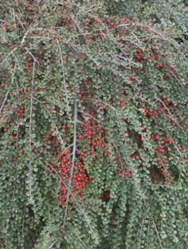 Irga karłowata Cotoneaster perpusillus (C2)