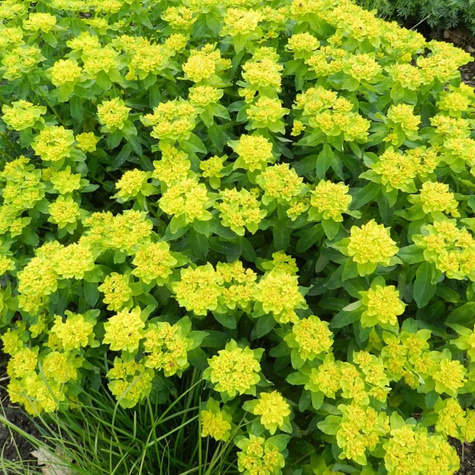 Wilczomlecz pstry (C2)