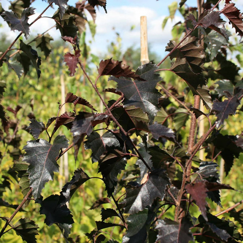 Brzoza brodawkowata Purpurowolistna szczepiona na pniu