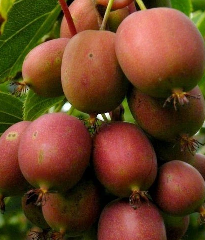 MINI KIWI Aktinidia "Domino" żeńska