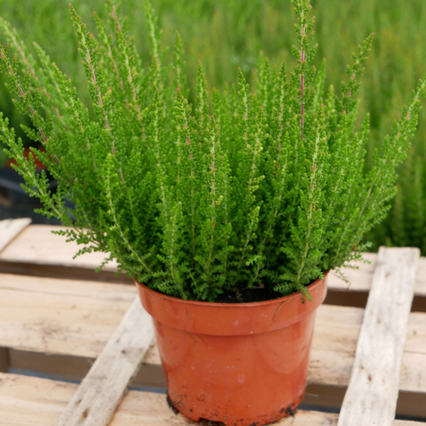 Wrzos pospolity Skyline Stockholm zielony niekwitnący