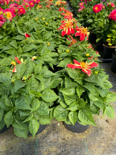 Dalia Suprise Cindy czerwono-żółta