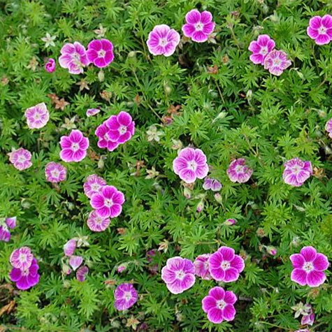 Bodziszek czerwony Elke (C2)