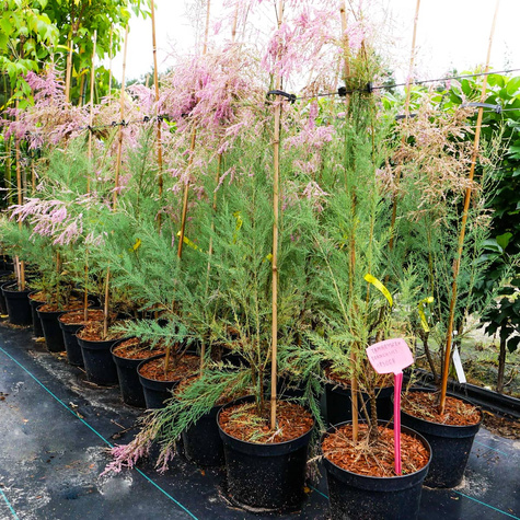 Tamaryszek francuski (C2)