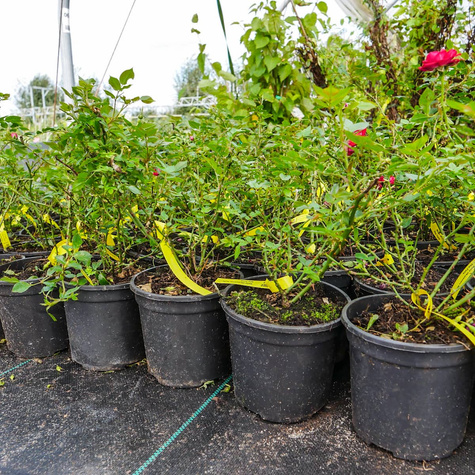 Róża okrywowa The Fairy Red czerwona (C2)