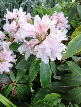 Różanecznik wielkokwiatowy Cunningham's Blush (C2)