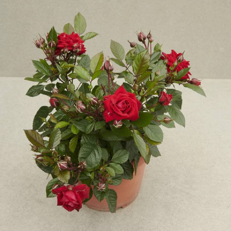 Róża Parade® Karla (C2)