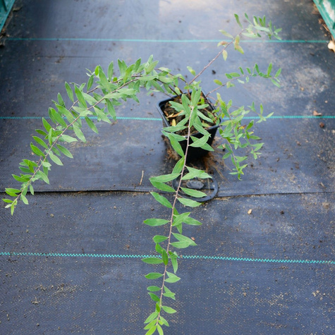 Tawuła wczesna (P9)