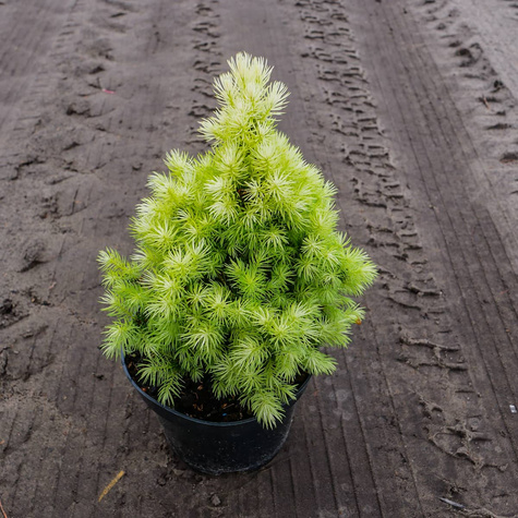 Świerk biały Daisy White