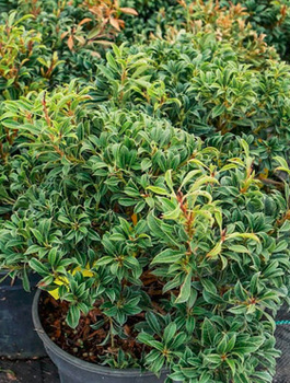 Pieris japoński Minor (C2)