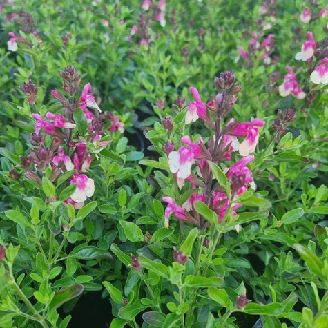 Szałwia greggii Mirage Rose Bicolour (C2)