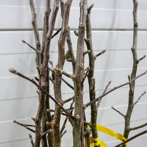 Jabłoń Idaredest Plant Pack