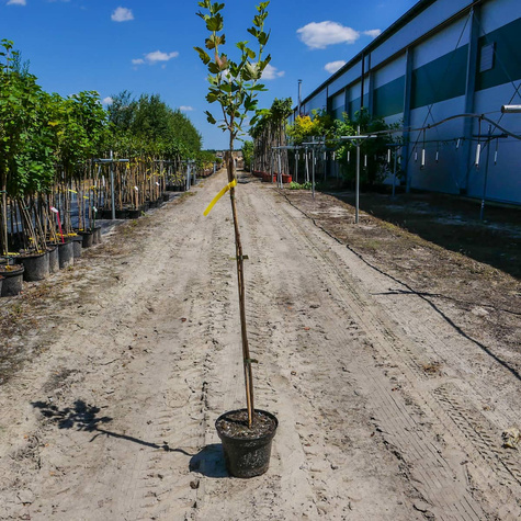 Agrest czerwony Hinnonmaki Rot na pniu w doniczce