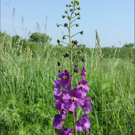 Dziewanna fioletowa (C2)