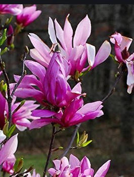 Magnolia Betty (C2)