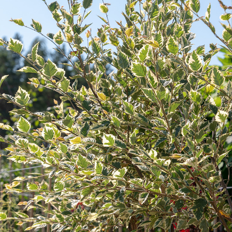 Brzoza Nadrzeczna Czarna Shilon Splash Szczepiona Na Pniu