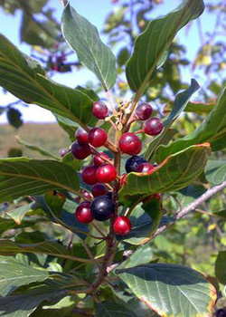 Kruszyna MIODODAJNA (C2)