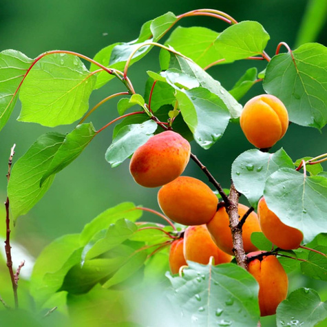 Morela Robada Plant Pack