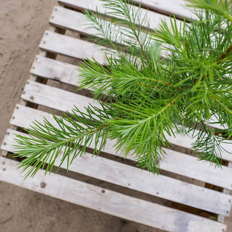 Modrzew europejski P9