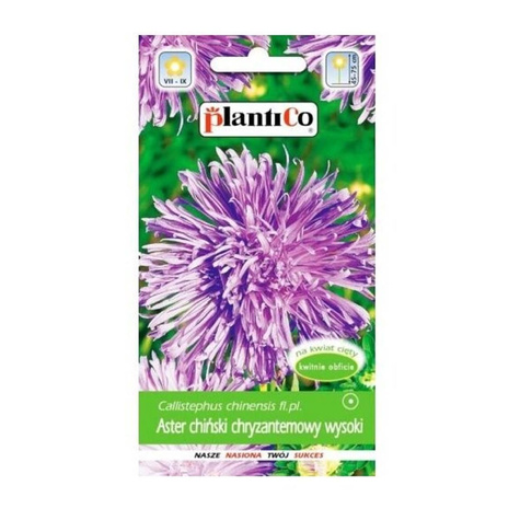 Aster chiński chryzantemowy wysoki fioletowy 1g