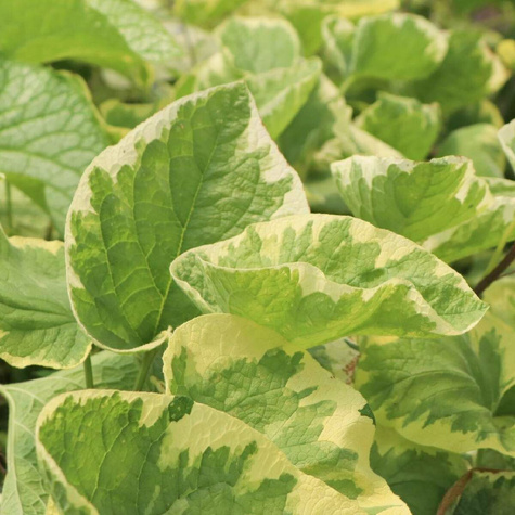 Brunnera wielkolistna Hadspen Cream (C2)