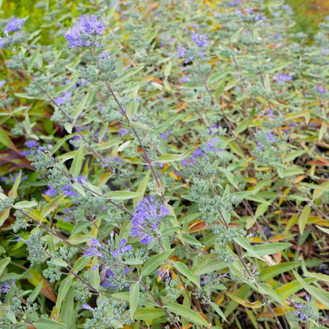 Barbula klandońska Heavenly Blue (P9)