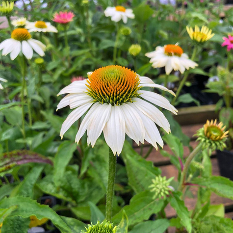 Jeżówka purpurowa Papallo Classic Milk (C2)