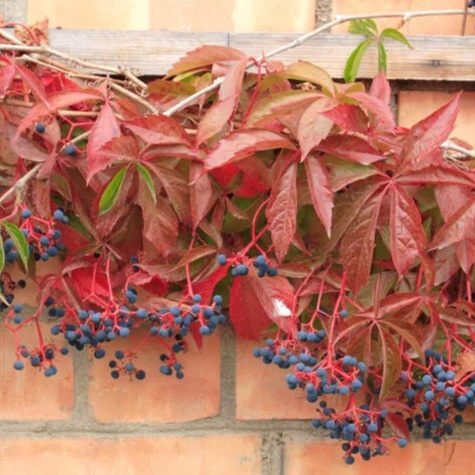 Winobluszcz Engelmanii