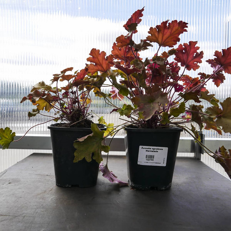 Żurawka ogrodowa Marmalade Bursztynowa (C2)